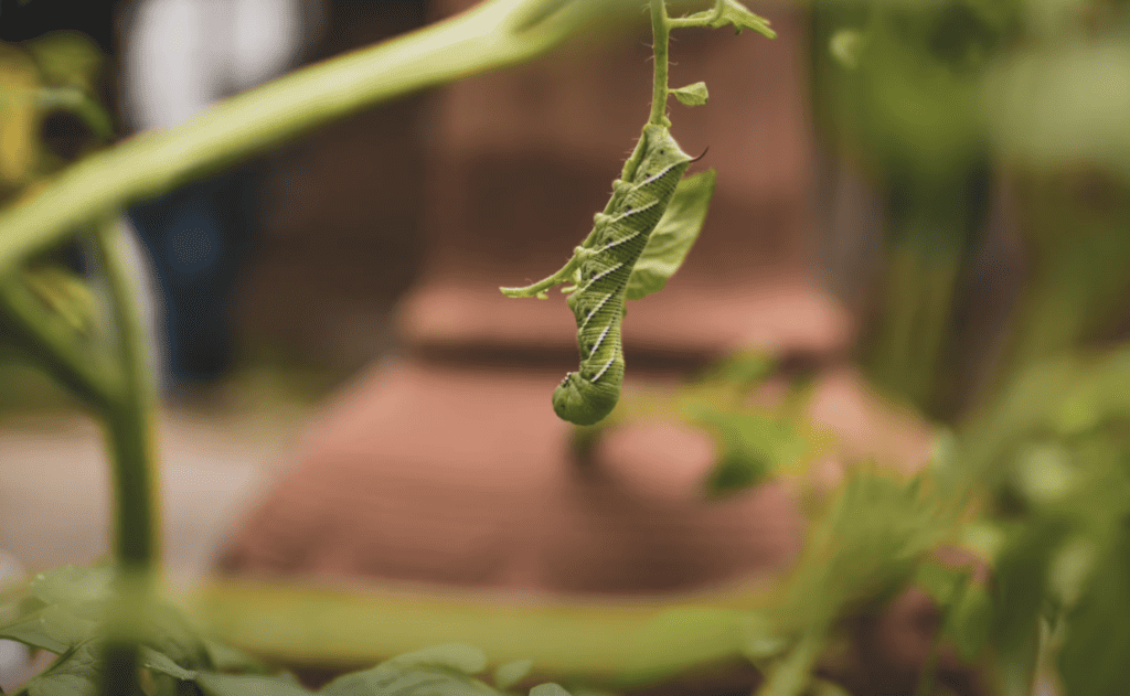 Tomato hornworm